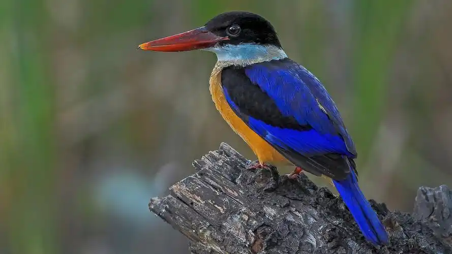 好看的蓝翡翠鸟图片,高清图片,电脑桌面-壁纸族