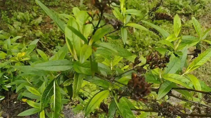 酒药花(大叶醉鱼草)