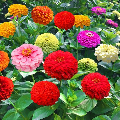 室外夏秋常年开花的盆栽易活花卉植物花籽 混色百日草100粒懒人盆套装