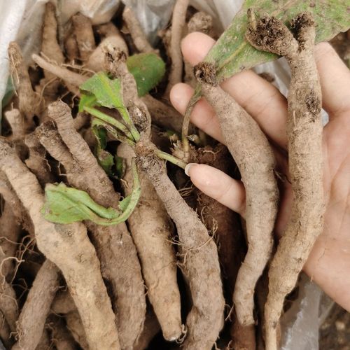 天麻野生云南纯天然羊角天麻大九股牛头痛膝盖疼当地特产风邪疼痛