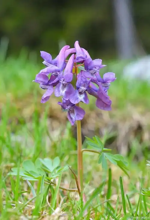 是一种二年生草本植物,常被用于药用和园艺目的,它的花语代表坚韧和