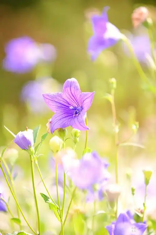 【桔梗花】 第 4 幅查看大图曝光:1/320 sec光圈:f2.