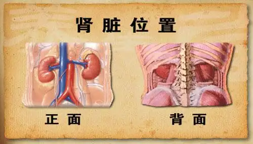 从宿州男子肾"失踪"事件认识肾缺如和肾萎缩