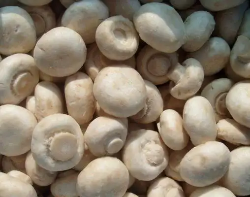 新鲜白蘑菇必须为当日采收之新鲜原料,菌伞密合,组织坚实,呈白色或乳