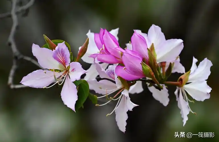 宫粉紫荆花的图片(宫粉紫荆花的花语和作用介绍)