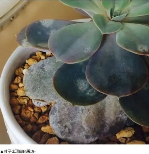 多肉植物的常见病害(新增煤烟病