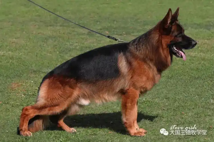 迎接2019陕西德牧繁荣又一春2018年csv华之源德牧培训报首