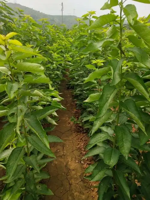 供应拉宾斯樱桃苗,拉宾斯樱桃苗市场价格参考