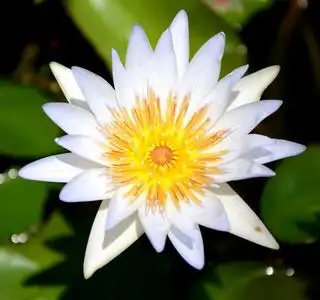 荷花白莲花图片