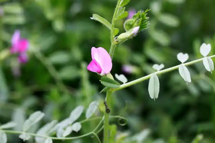 【救荒野豌豆】豆科,野豌豆属