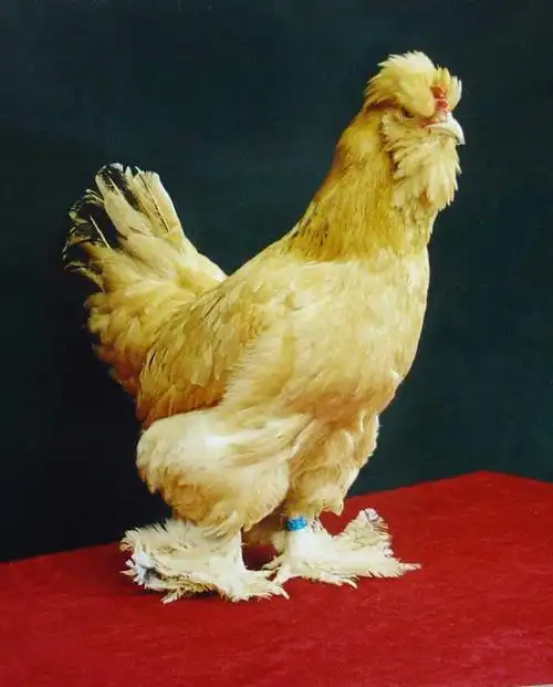 北京油鸡-智农361-地理标志·品牌名特优农产品展示交易平台