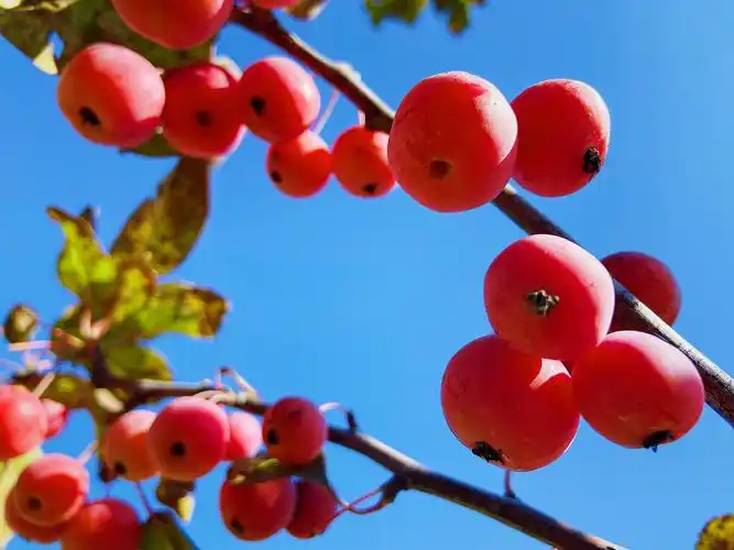 太喜欢这蓝天下的大红果了0505这配色真的好纯净秋天78