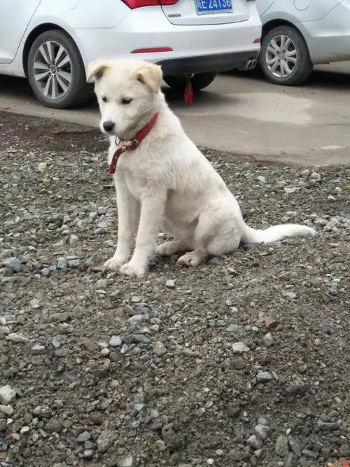 20:09  评论 0 0 中华田园犬 追答 又叫土狗,又叫笨狗 追问 土狗是不