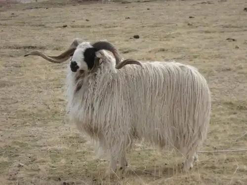 苏青一家亲消费助扶贫青海藏羊养上致富羊脱贫发羊财