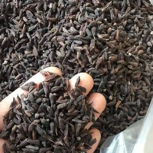 百部种子 百部根种子出售