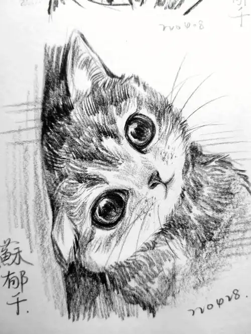 猫咪速写过程74