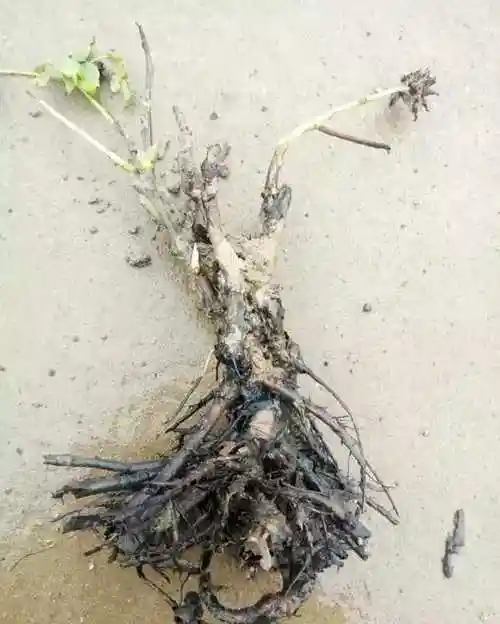 牡丹花出现烂根怎么办牡丹根腐病用什么药消毒