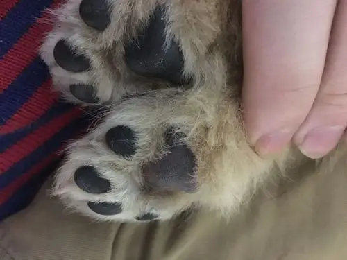 我家两个月的金毛脚板心的颜色为什么不一样,也没有发现什么异常