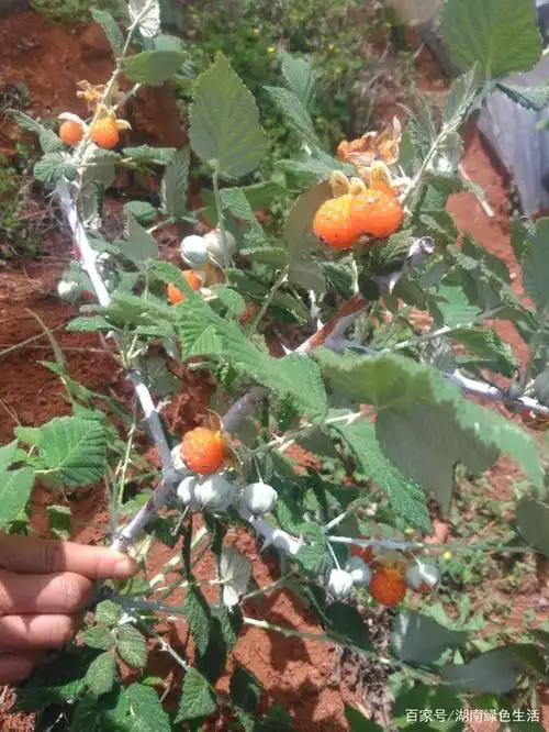 儿时的野果(各种野生莓),你们都吃过吗