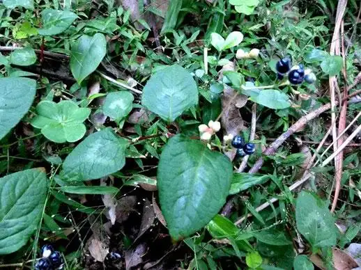 火炭母图片|火炭母的功效与作用-古中药养生网