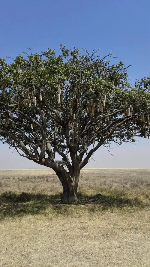 路边的香肠树,果实累累.