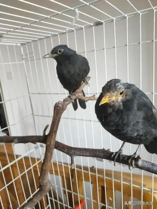 乌鸫真的是养不熟的白眼狼吗这是误解百舌鸟爱撞笼和反生另有原因