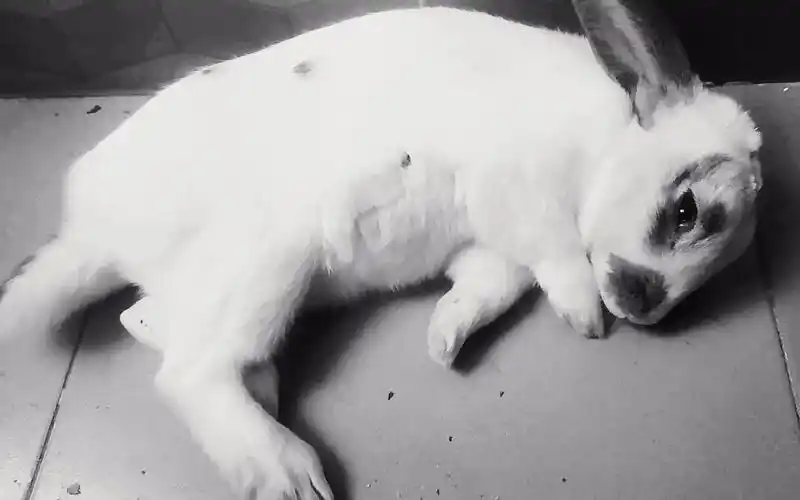 这是一只忧郁的兔子