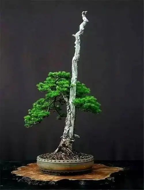 (图文)扶摇直上的单杆树型盆景,临风而立,尽显阳刚