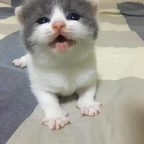 甜美英短宝宝接受预订(多图,照片更新)