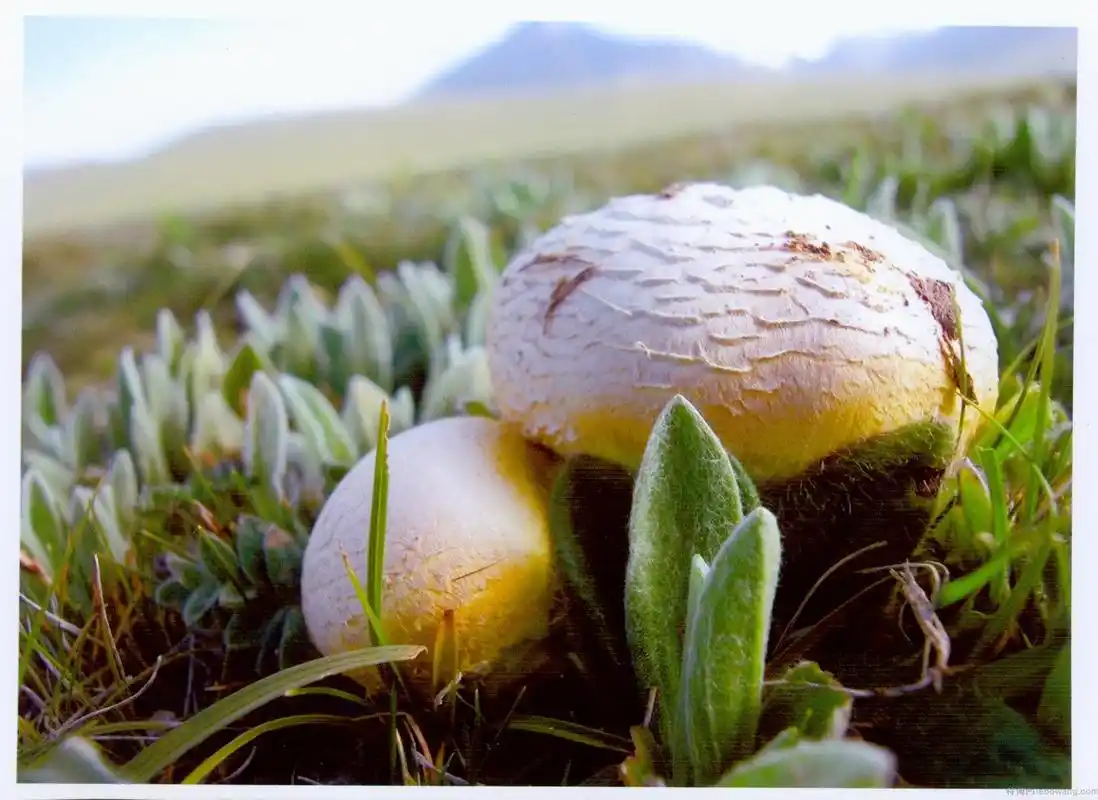 祁连黄蘑菇