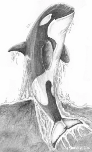 免费学画画,今天教你画鲸鱼,别忘了交作业