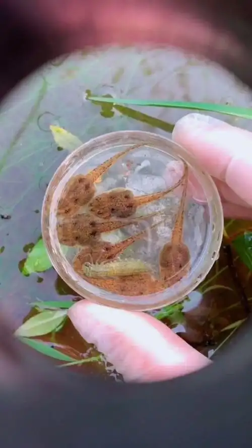 小蝌蚪放大100倍