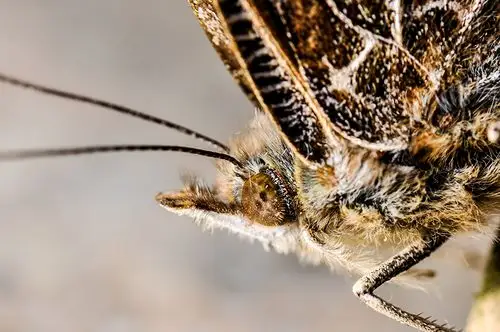 幺蛾子-数码单反摄影-照片处理论坛-photoshop照片处理