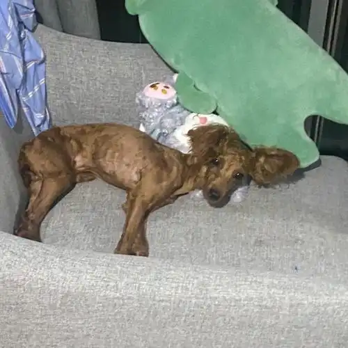 论一只纯种泰迪剃完胎毛有多丑