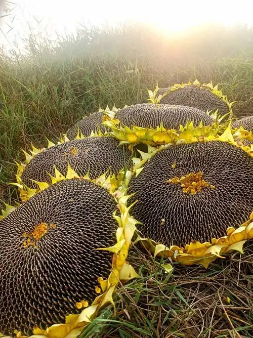 成熟的向日葵也能仰起头-三瑞农科