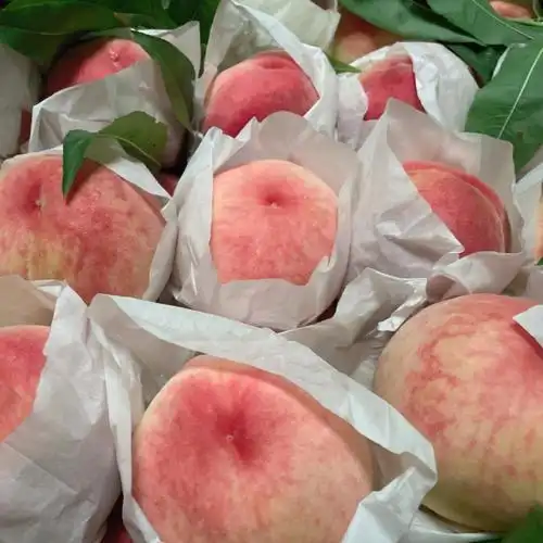 觅桃自己家种的超大号水蜜桃太爱了桃子