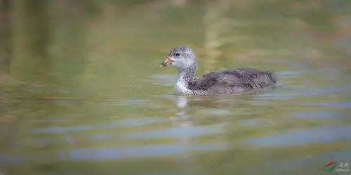 白骨顶鸡(幼鸟)