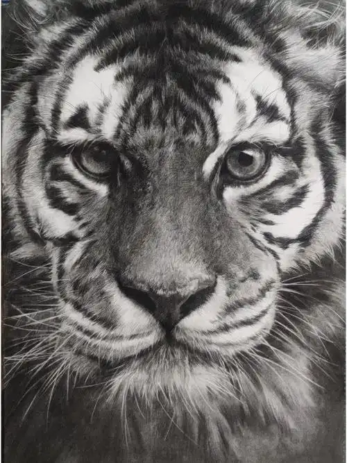 动物素描老虎