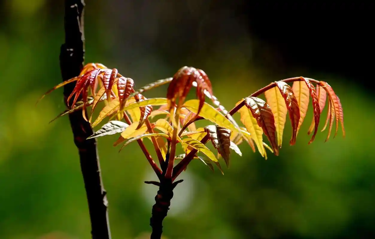"琉璃坝,离成都最静的地方"—野营,野趣,野快乐