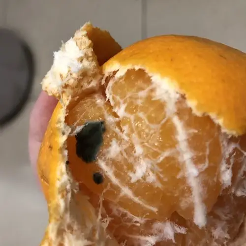 在家园一楼买的橘子发霉了