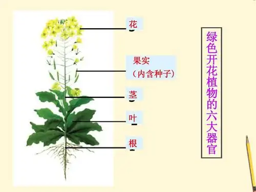 七年级生物上册《多细胞生物的组成 花     (内含种子) 茎 果实   叶