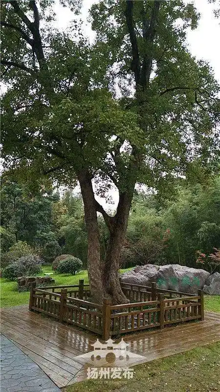 知道吗咱瘦西湖连理枝要火了