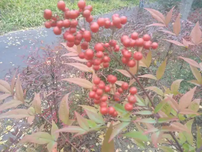 这红叶红果是什么植物