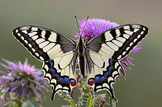 凤蝶图片_凤蝶图片大全_凤蝶图片素材