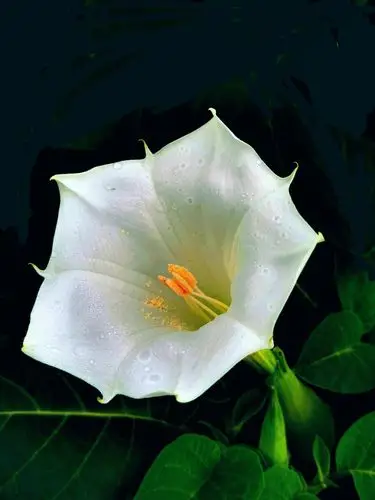 曼陀罗花曼陀罗又名洋金花全株有毒含莨菪碱药用有镇痉镇静镇痛麻醉的