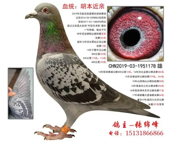 胡本_绵峰摄影工作室_ag188.com爱鸽商城_中国信鸽信息网