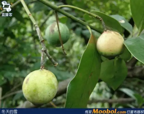 南方童年常吃的野果,都叫什么?如图