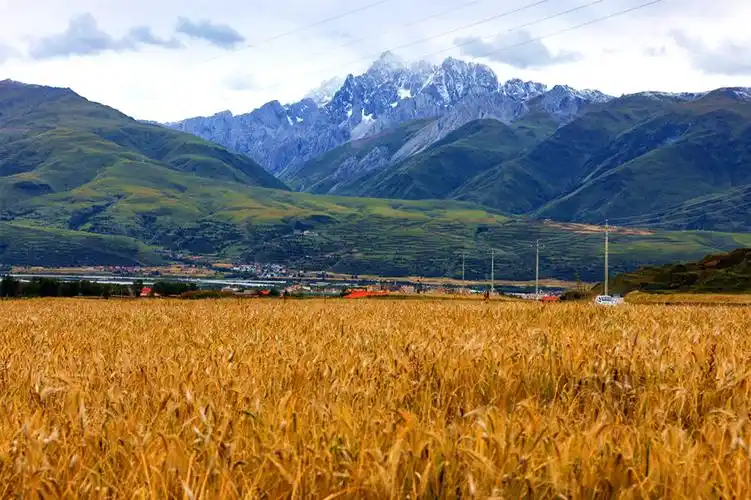 四川甘孜县青稞大丰收 村民收割笑容满满