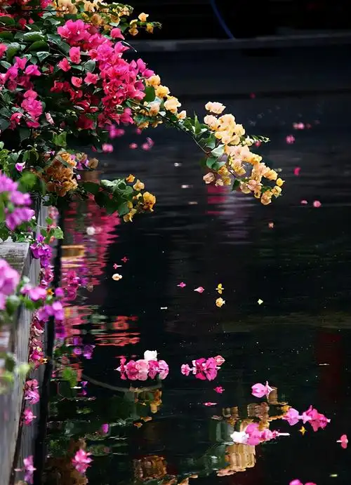 关于春天落花的诗句描写春天落花的唯美句子