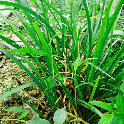 贵州新鲜三奈1000g包邮山奈山赖五香草去腥茴香花椒